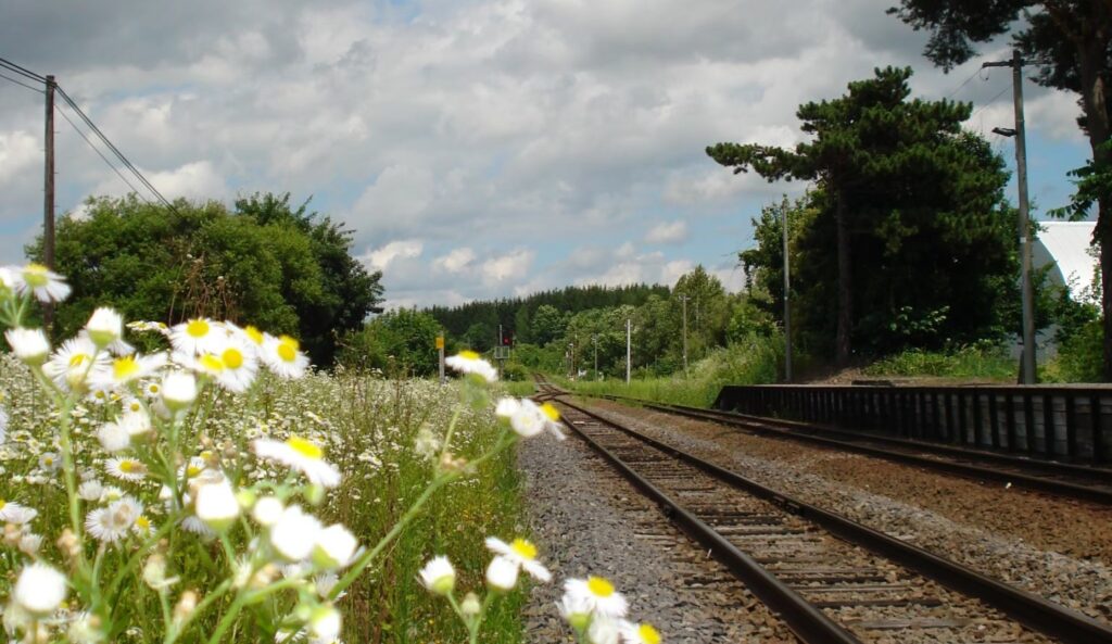 花と線路の写真